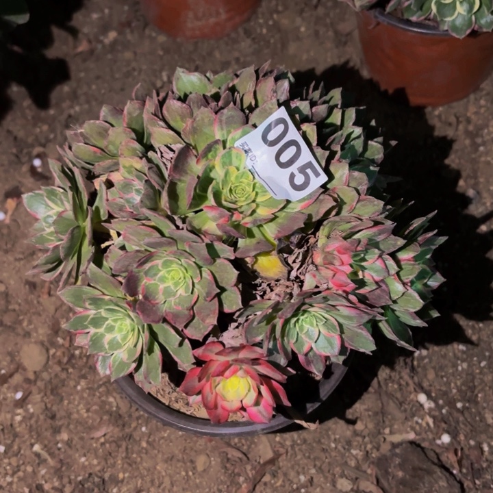005万花筒多肉植物
