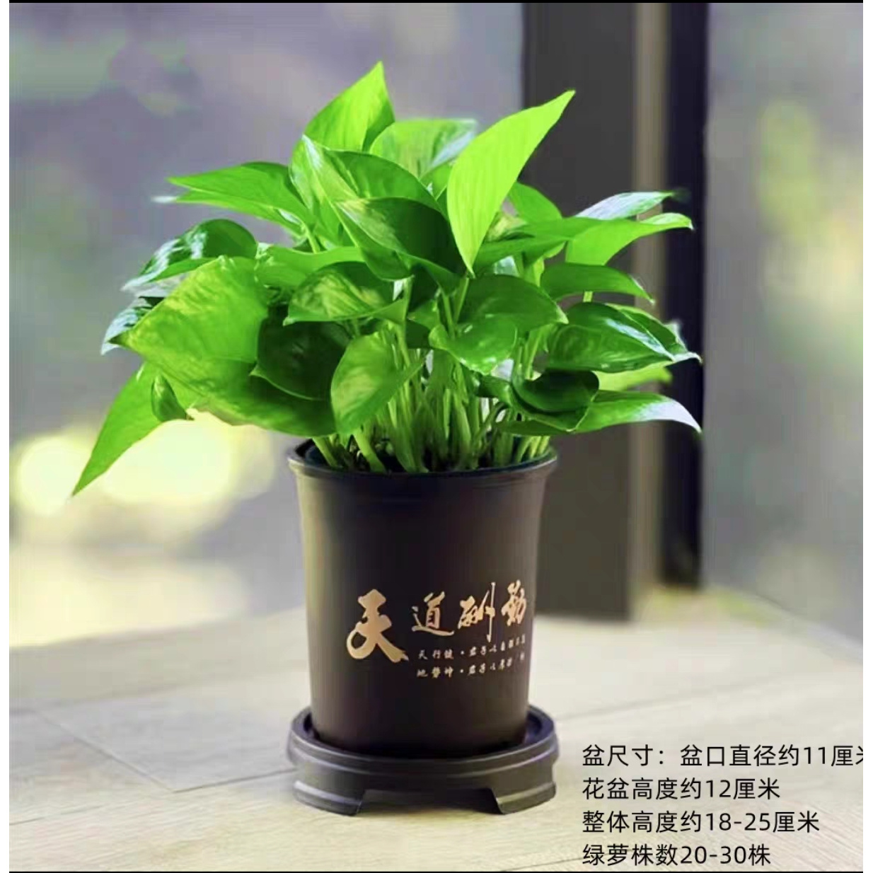 【拍一发二】绿萝送天道酬勤盆室内客厅花卉吸甲醛