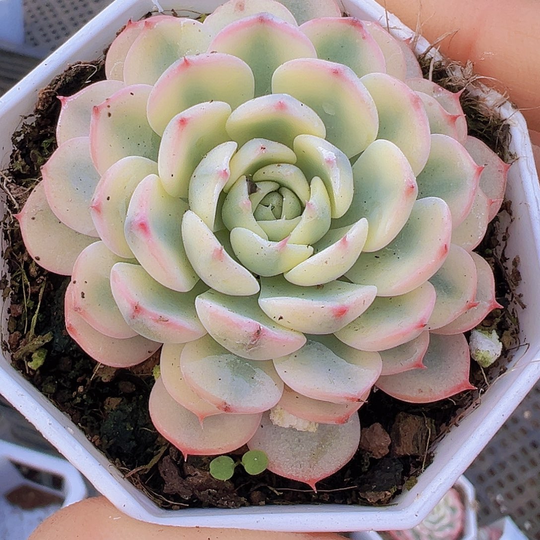 姬莲锦19包邮多肉植物