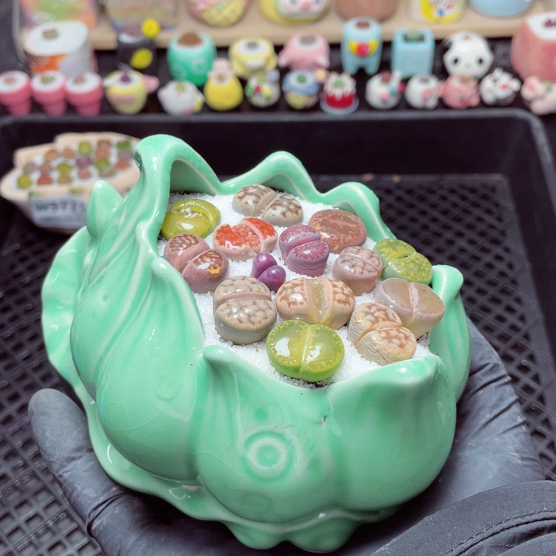 w3773--带盆土发货，零下地区拍保温箱