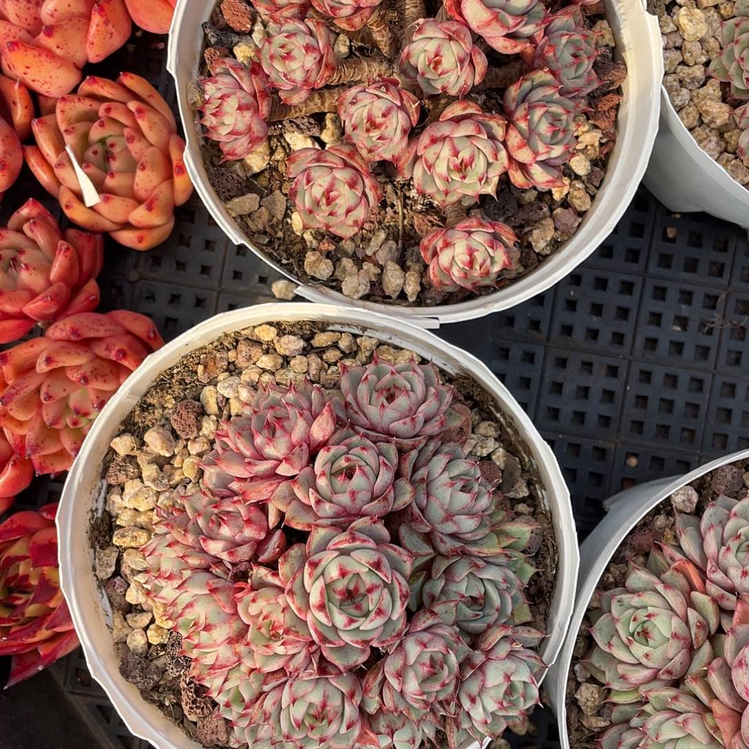 如***风多肉植物一物一拍