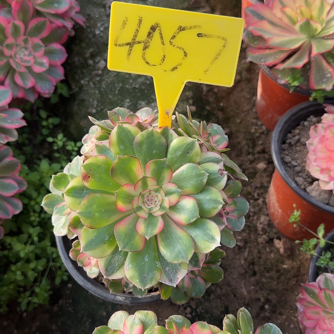 4057---荔枝多头多肉植物