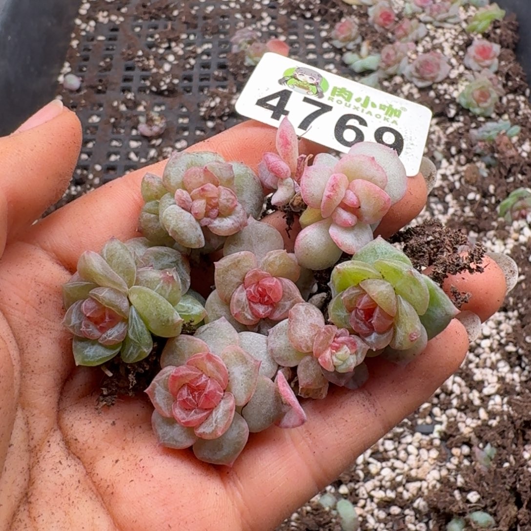 多肉植物多肉植物