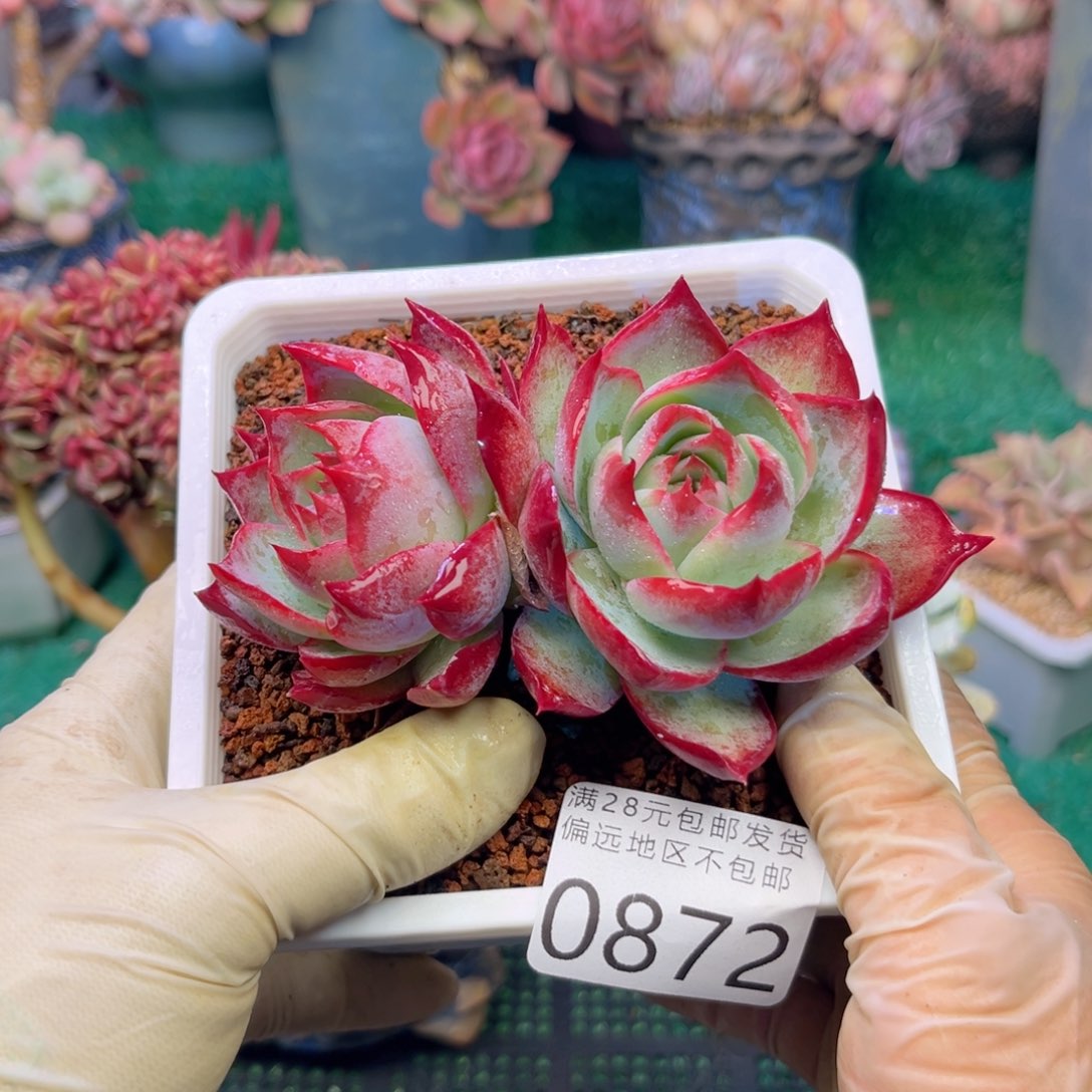 大0872，xg h x h xv c b b b