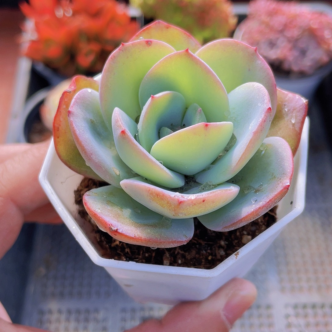 2号框布鲁兰一物一拍