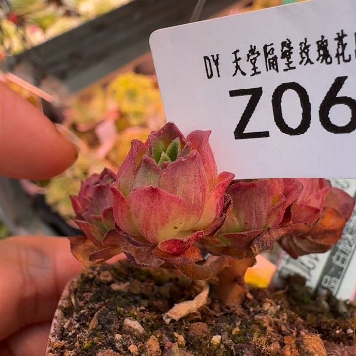 朱069。 神龙侧芽。   