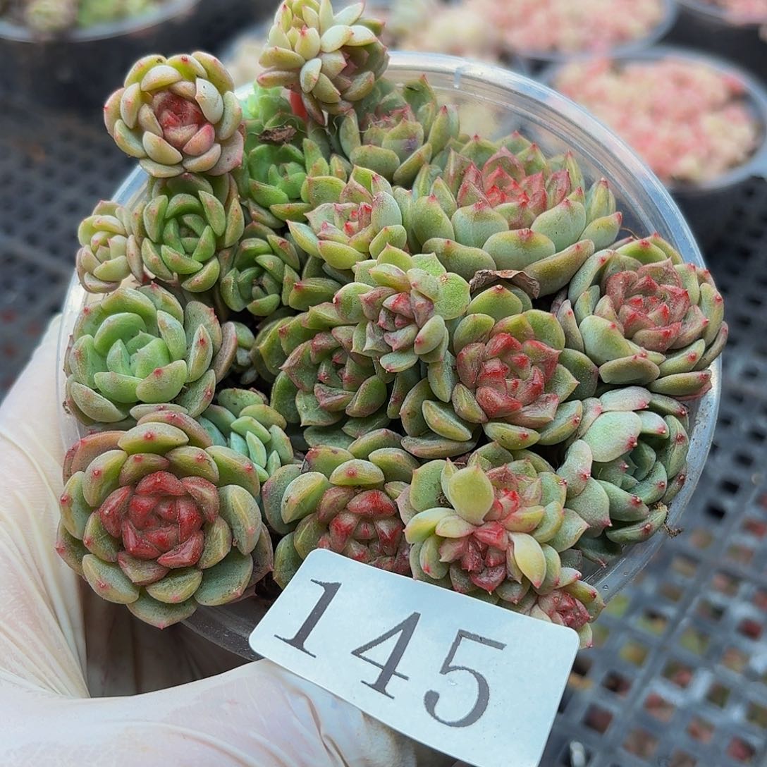 高****店多肉植物多肉植物145