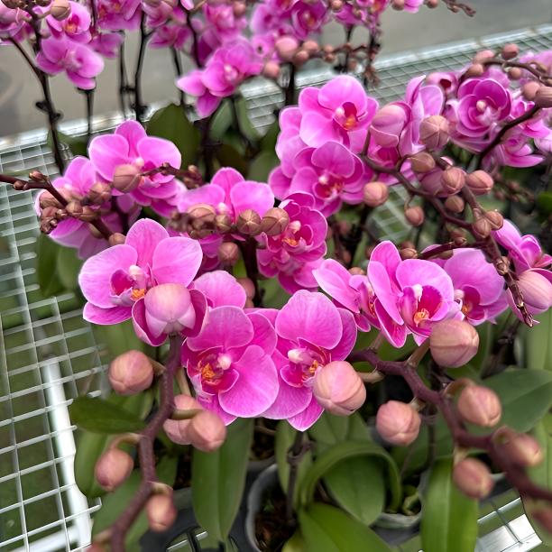 蝴蝶兰【蜜粉倩影】精品兰花室内阳台办公室高端花卉耐养易活盆栽