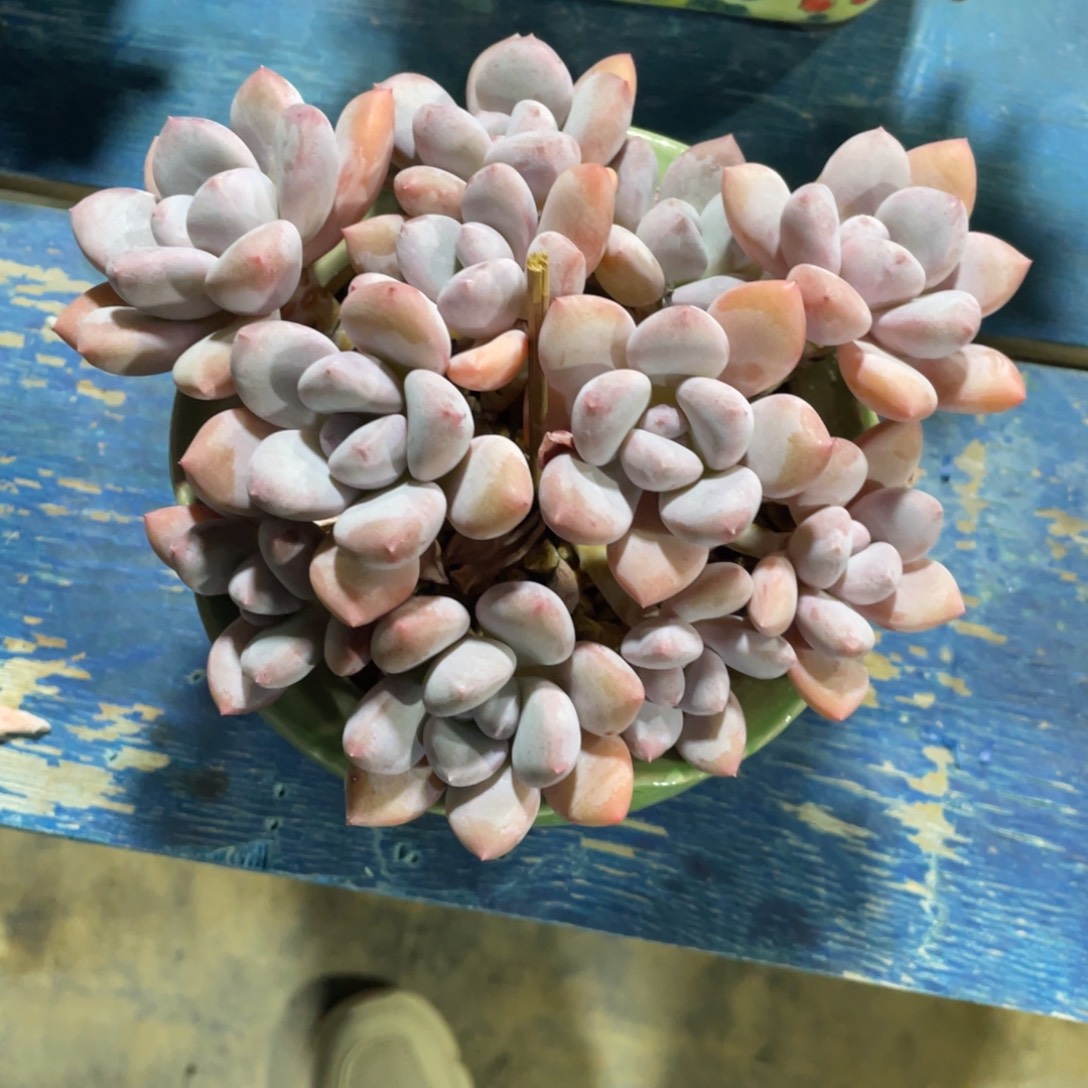 淼***牙一物一拍中通快递