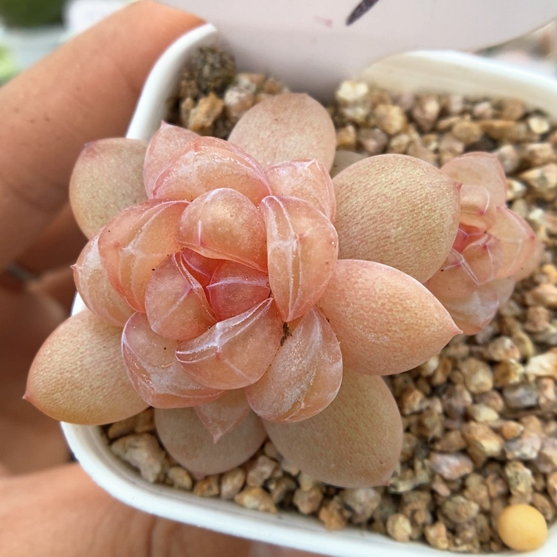 伊人泪可拍521号。   