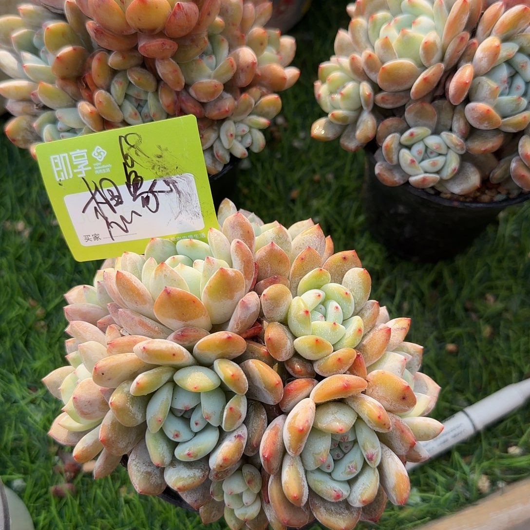 想***象橙梦露群生带盆发货