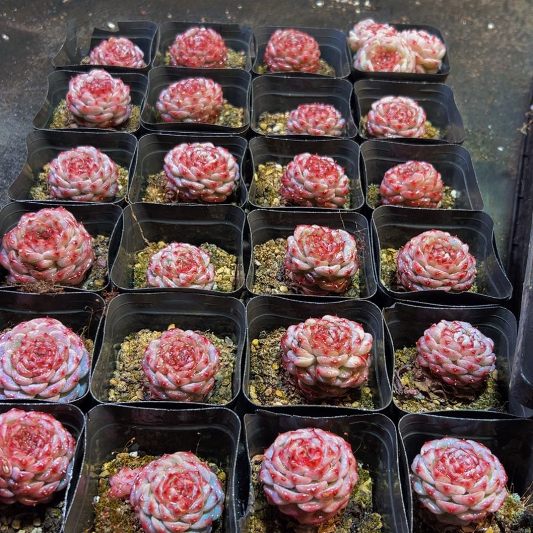 ****皮430多肉葡萄的味道真的是