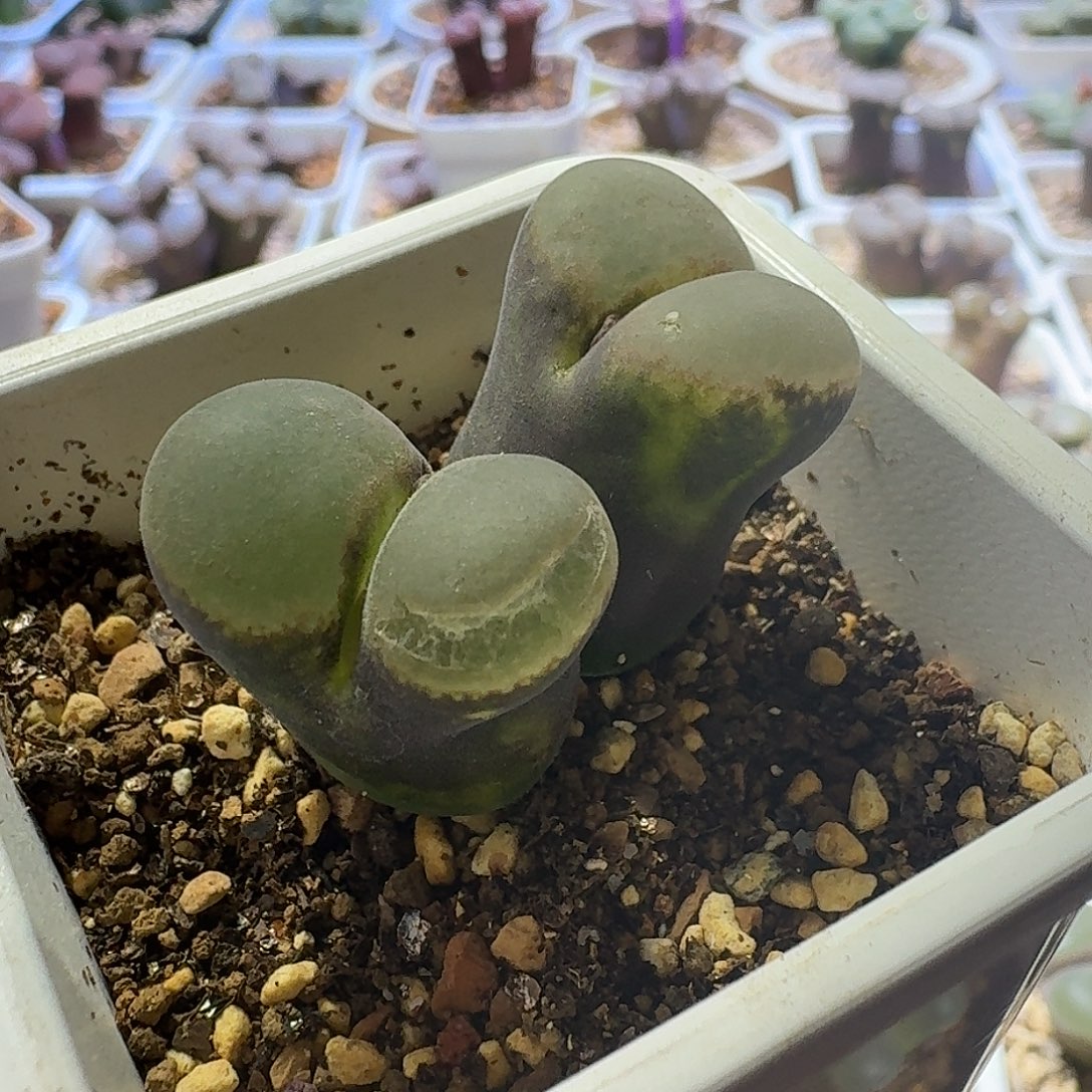 2号双头风铃炸窗一物一拍