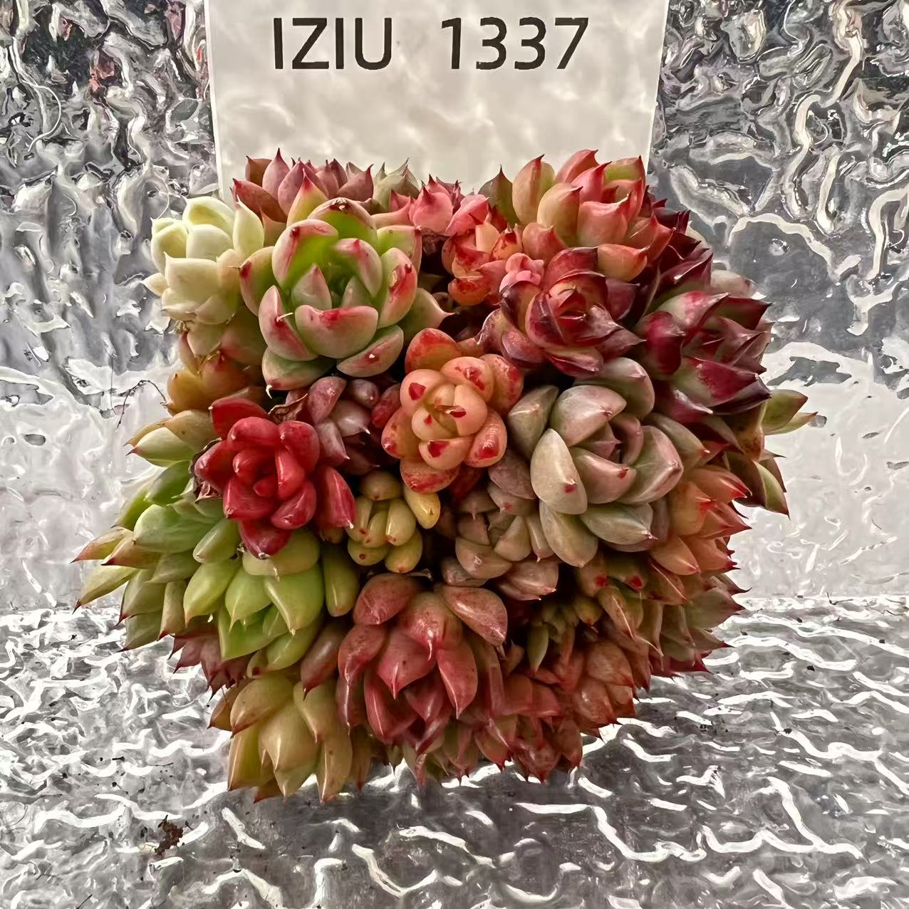 【直播专享】无土多肉--蛋糕51（不含盆）