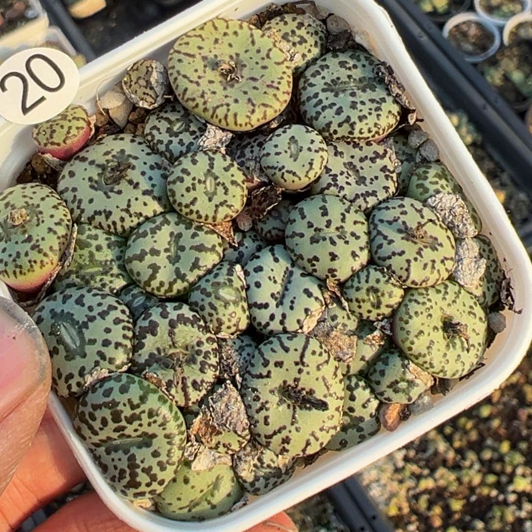 多肉植物1111111111111111