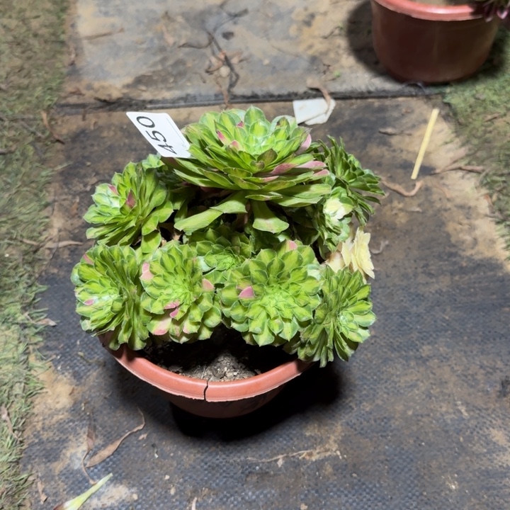 知否捧花法师锦有一个修枝450