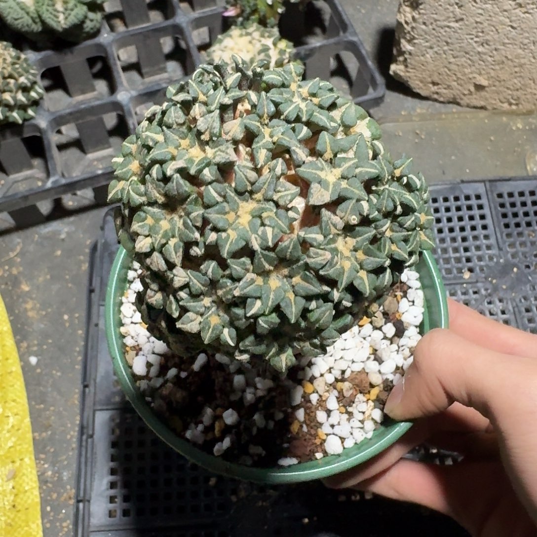 488号姬牡丹群生袖蒲苗接