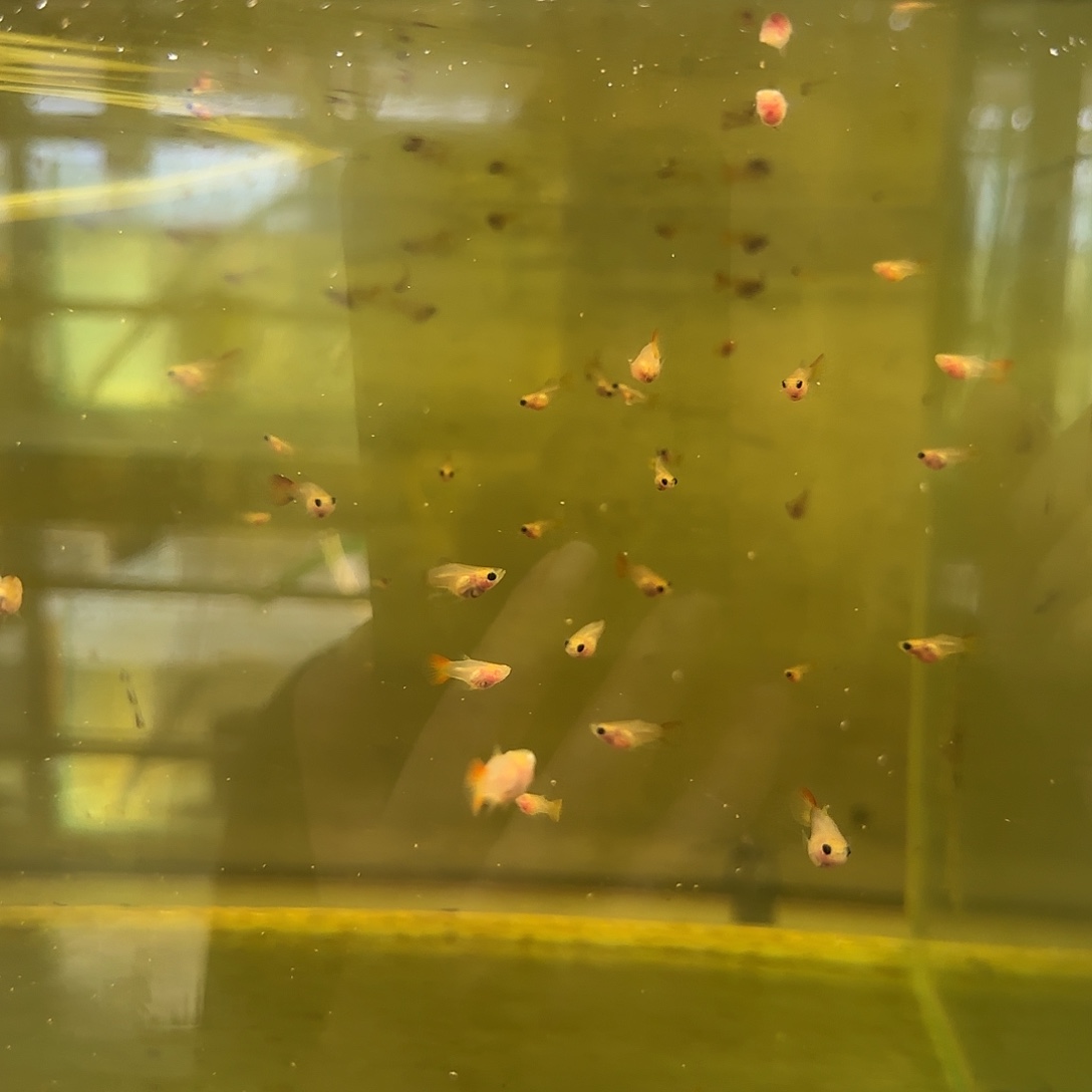 孔雀鱼福利银河琉璃玻璃猫苗10条随机