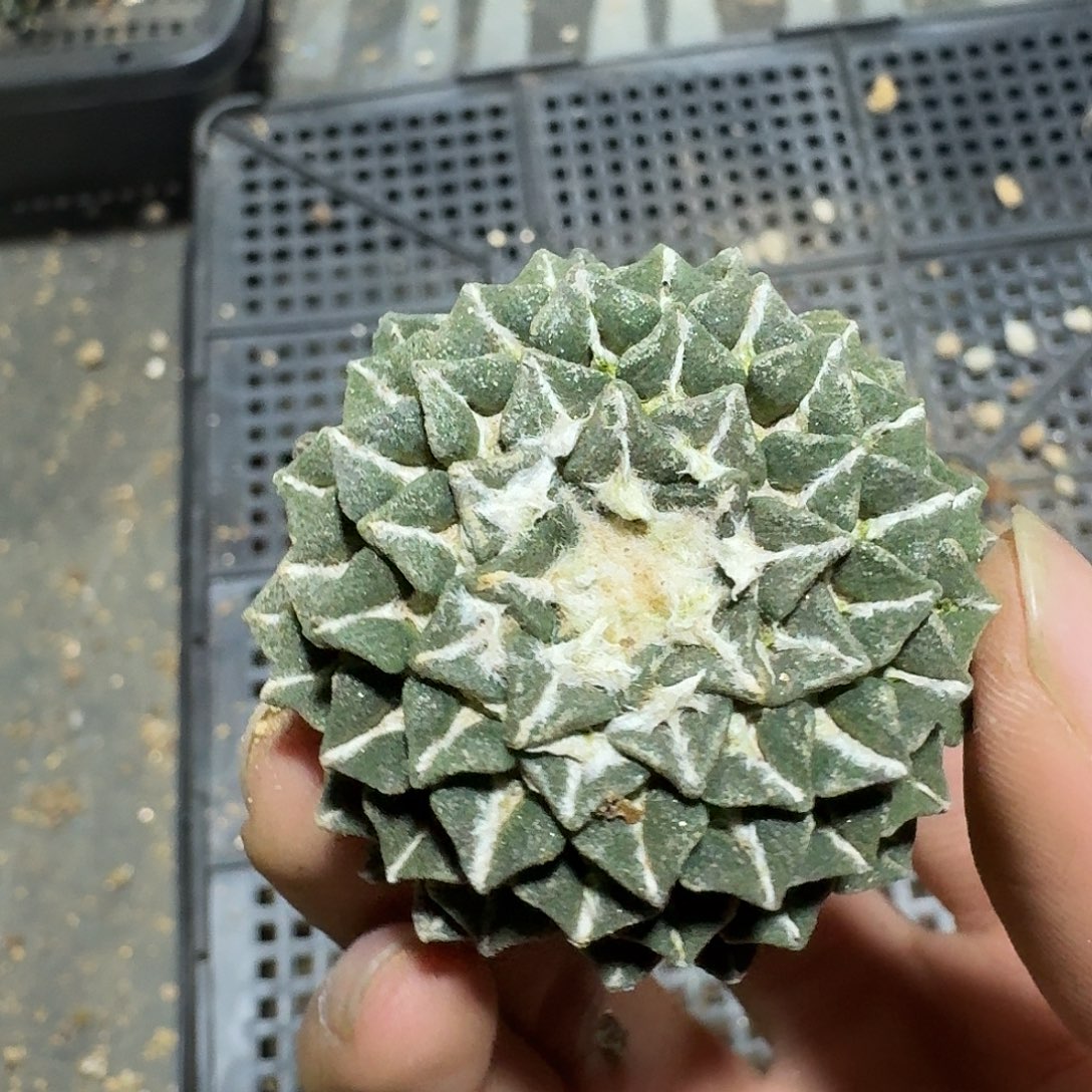 552号萝卜根仙人球