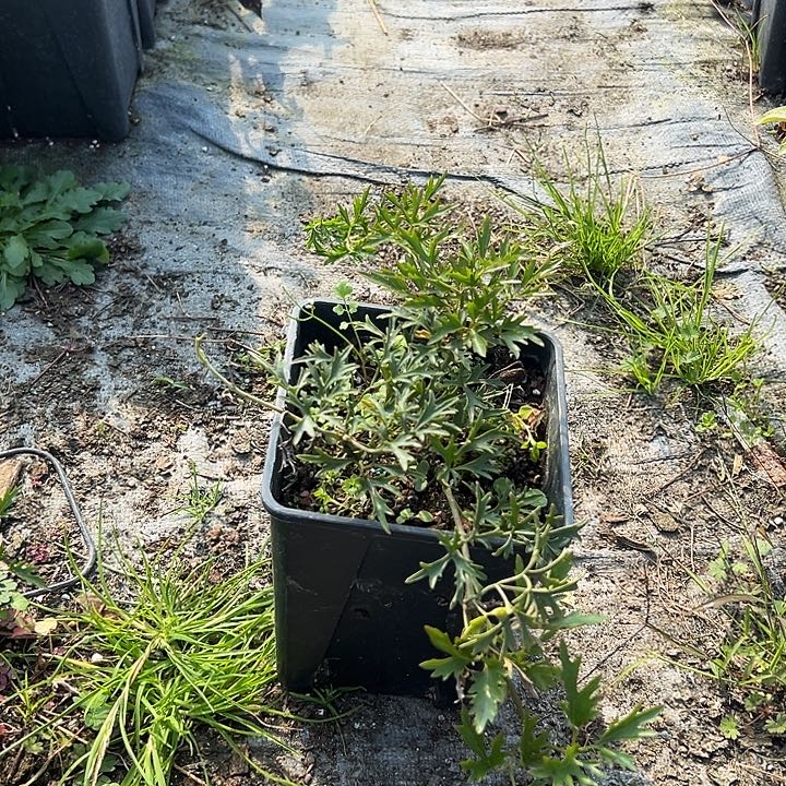 完全开放银币铁线莲中大苗