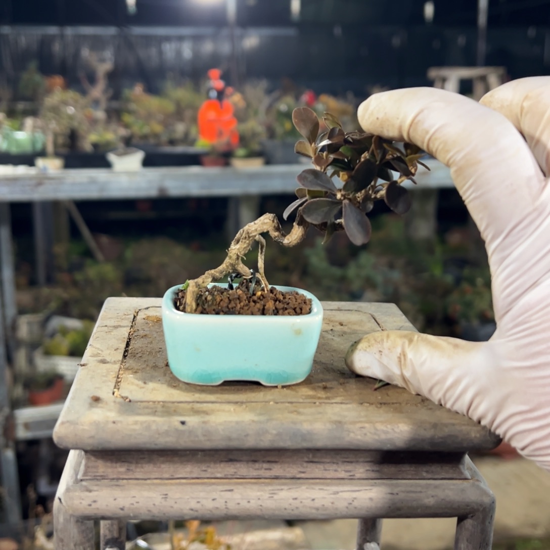 无花朵瓜子黄杨123