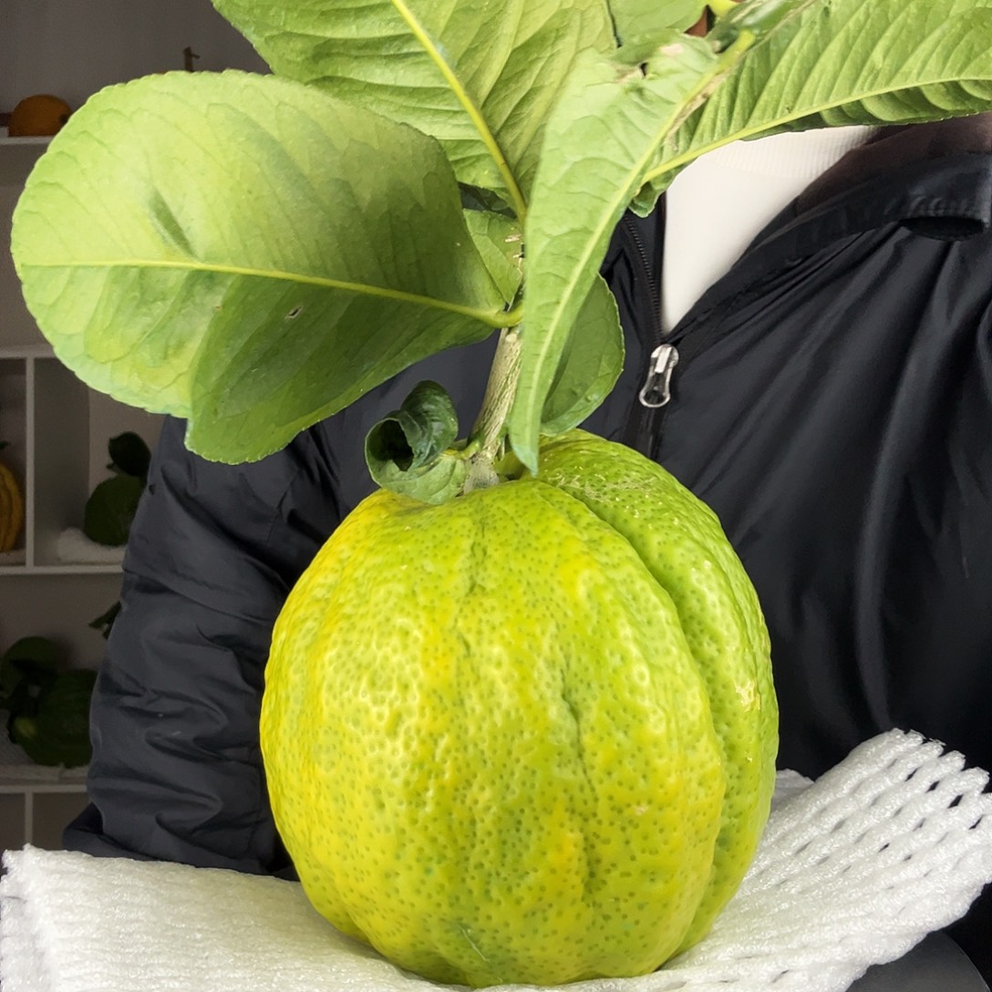 有***师香水柠檬云南高山大香橼