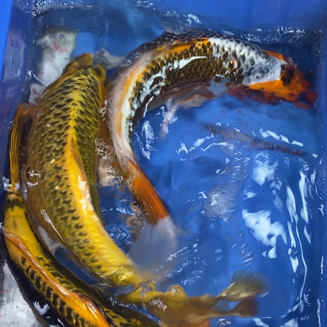 锦鲤冷水锦鲤包邮