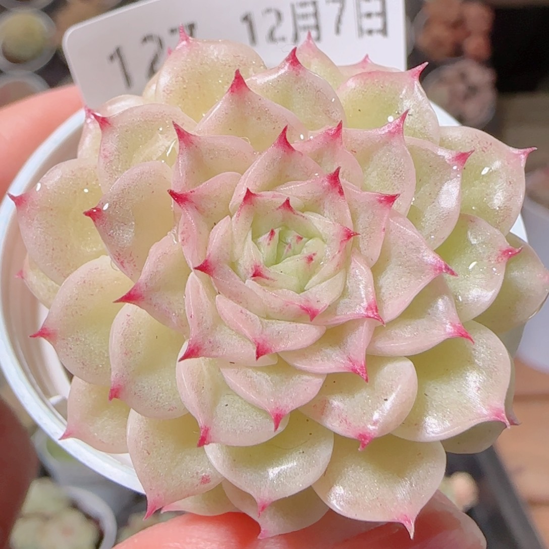 花语多肉1207-127散