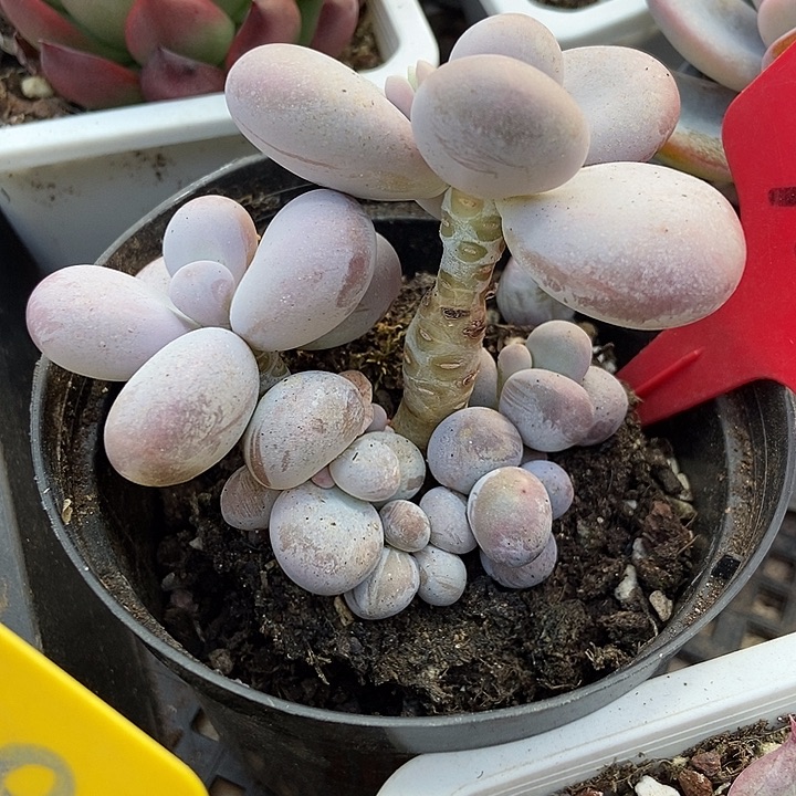 多肉植物蛋黄奶3140