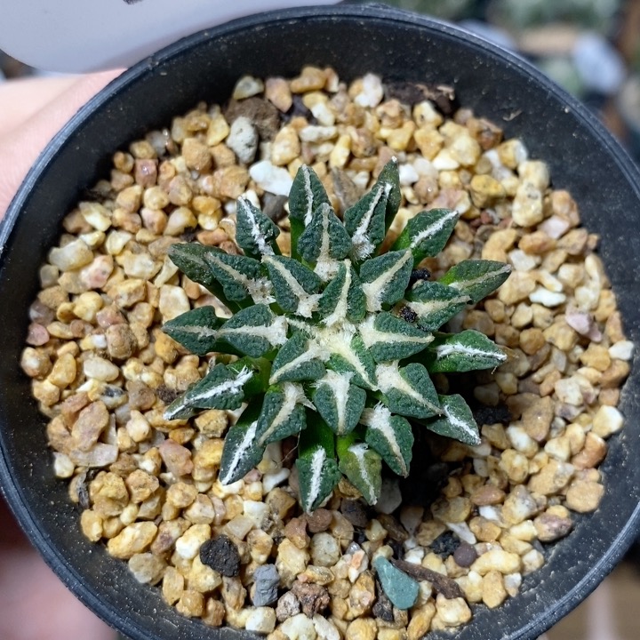 851号实生黑牡丹3.6cm