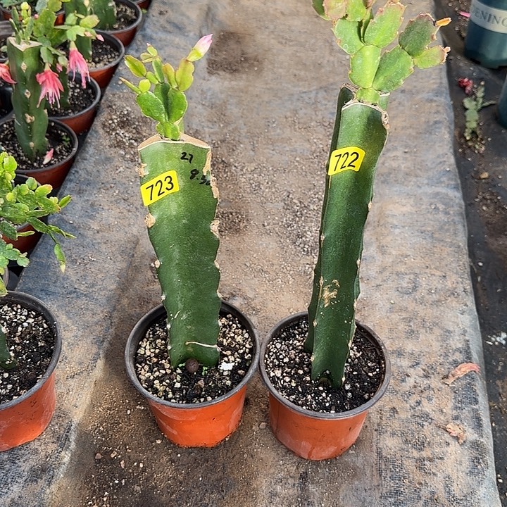 吾***听723+722嫁接蟹爪兰：038+027