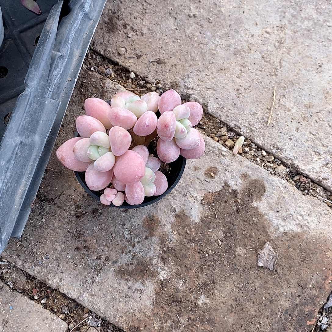 大**儿多肉植物老桩多肉植物老桩