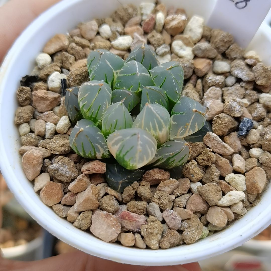 28号OH玉露锦一物一拍带盆土发货