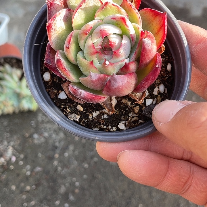 小课惊鸿仙子福利一物一拍