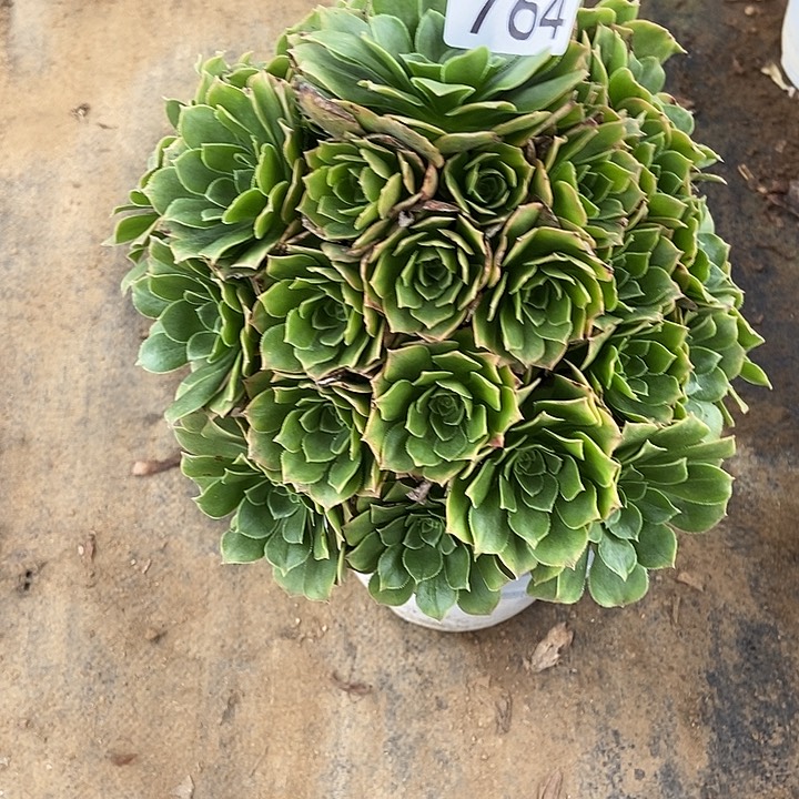 兰*草绿玫瑰多肉764多肉不包断