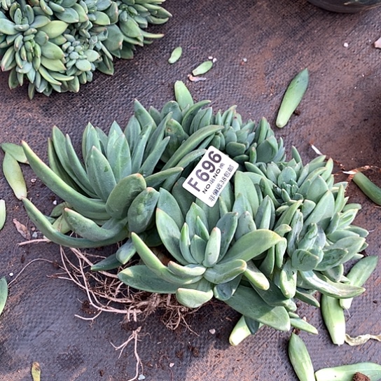 亲***颖海洋之歌缀化696 亏本处理 退款拉黑7/8天发货