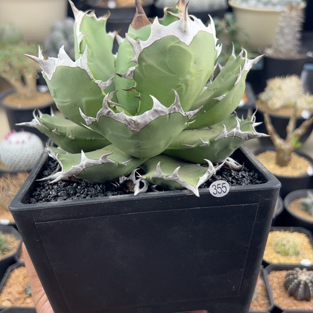 姬仁王冠14一物一拍355