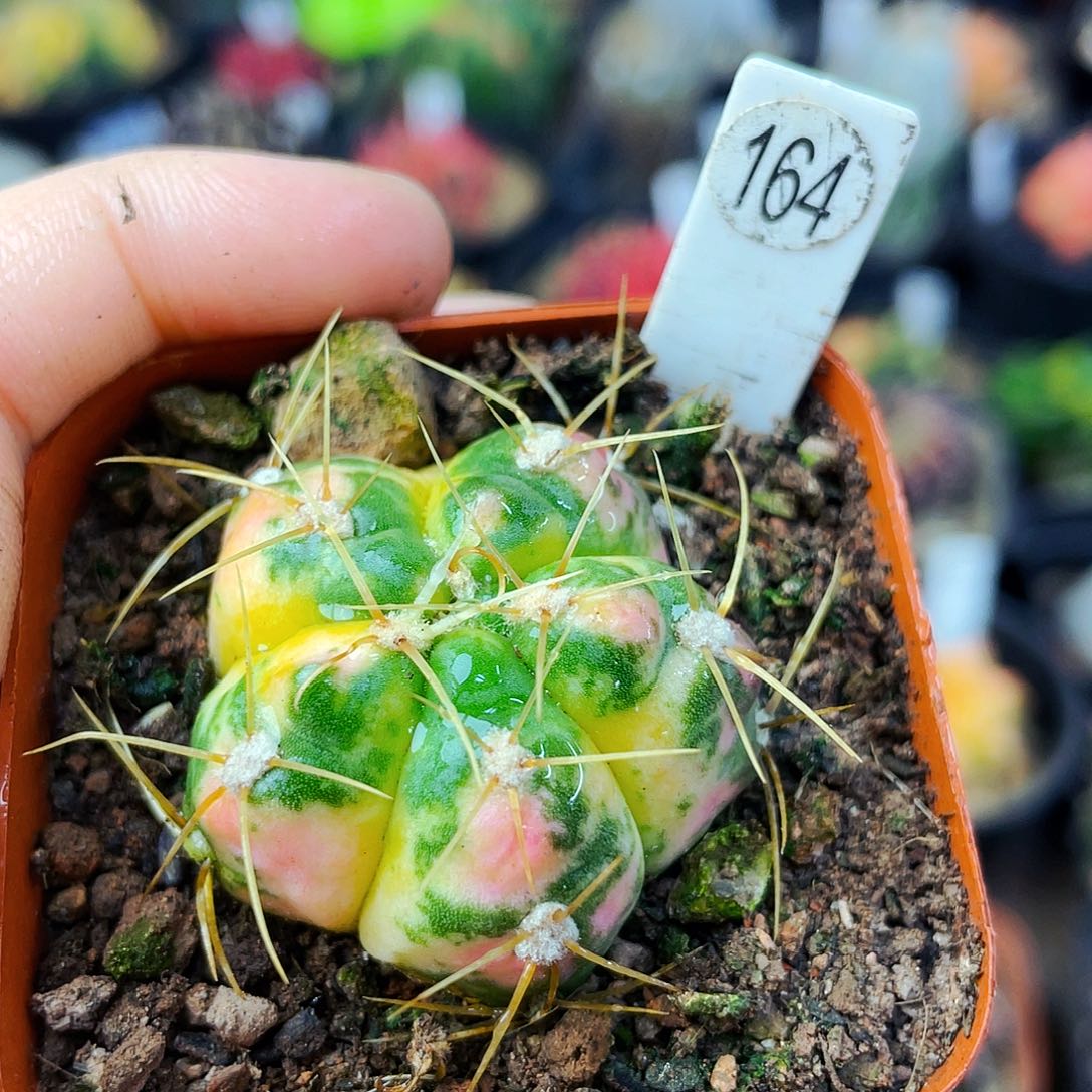 非偏远地区满25包邮仙人球