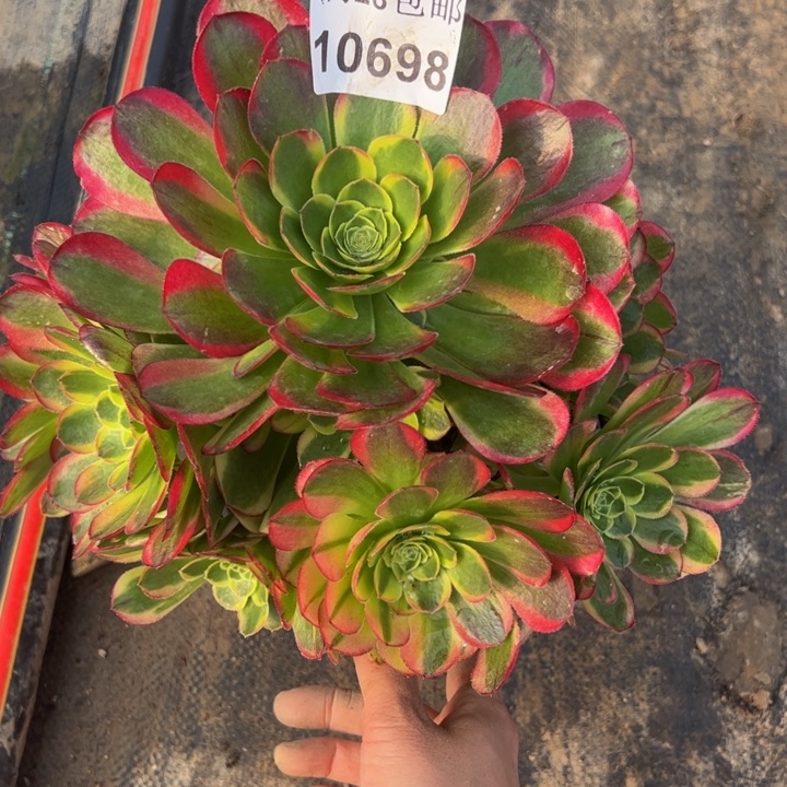 10698奶白多肉植物