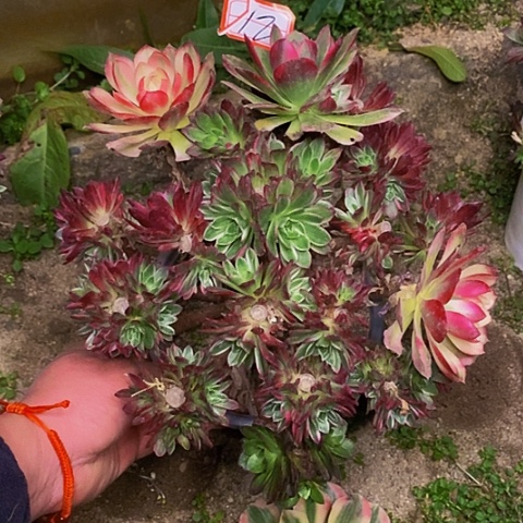 海王老桩多头法师12