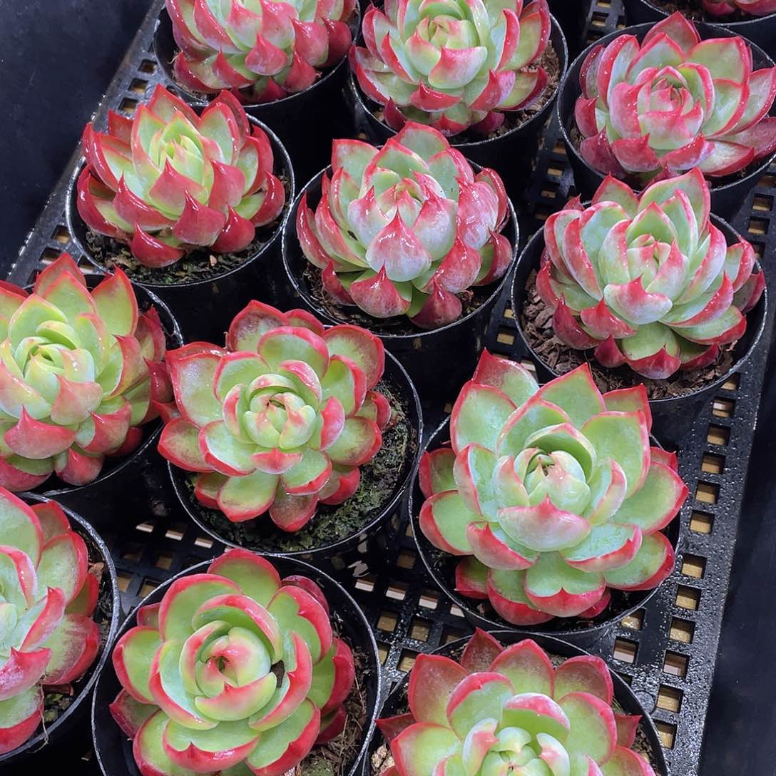 量拍31号 惊鸿仙子单头一个