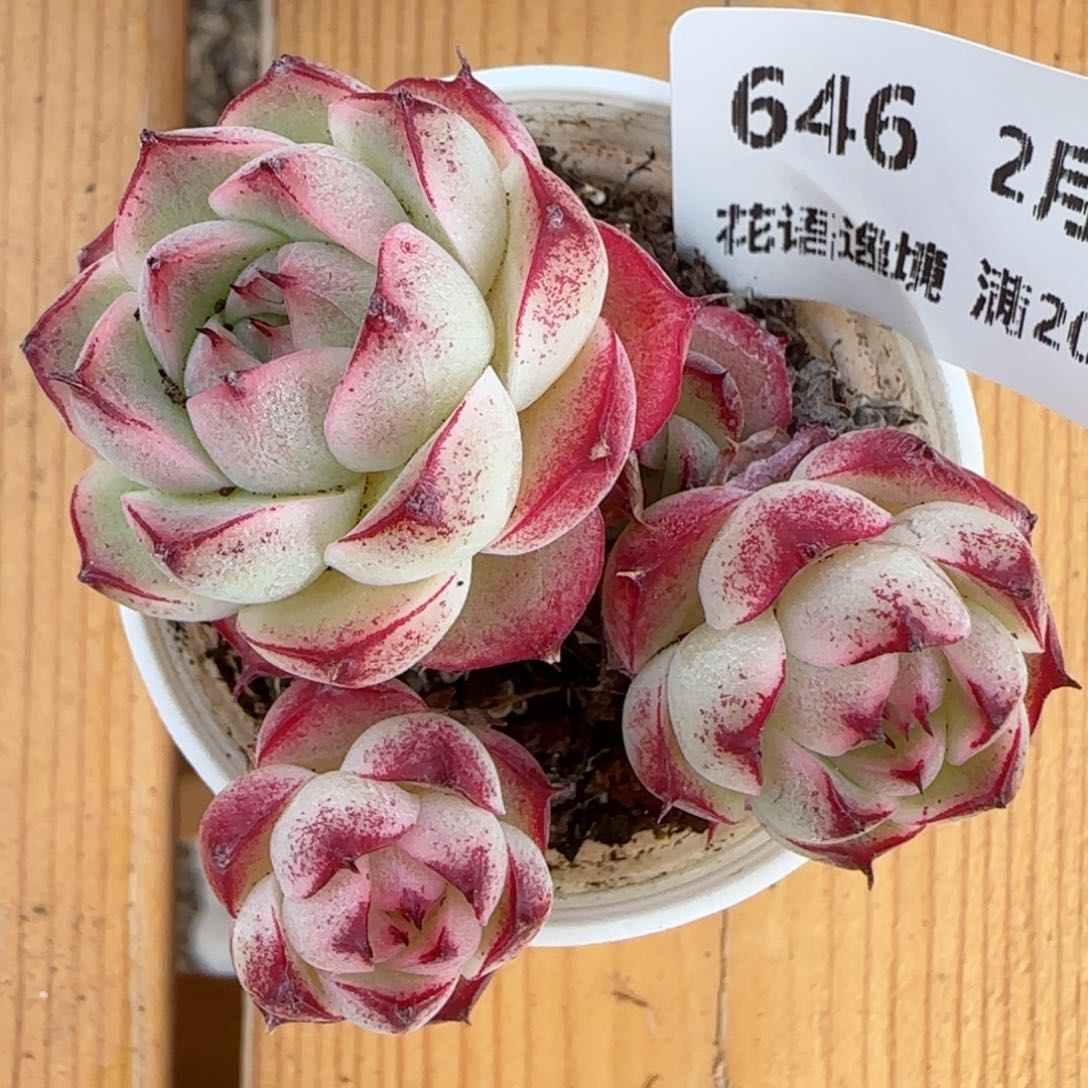 花语逸镜0214-646