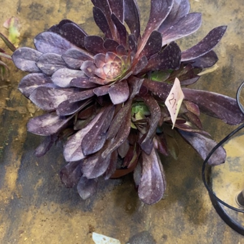 黑铜壶多肉植物2136