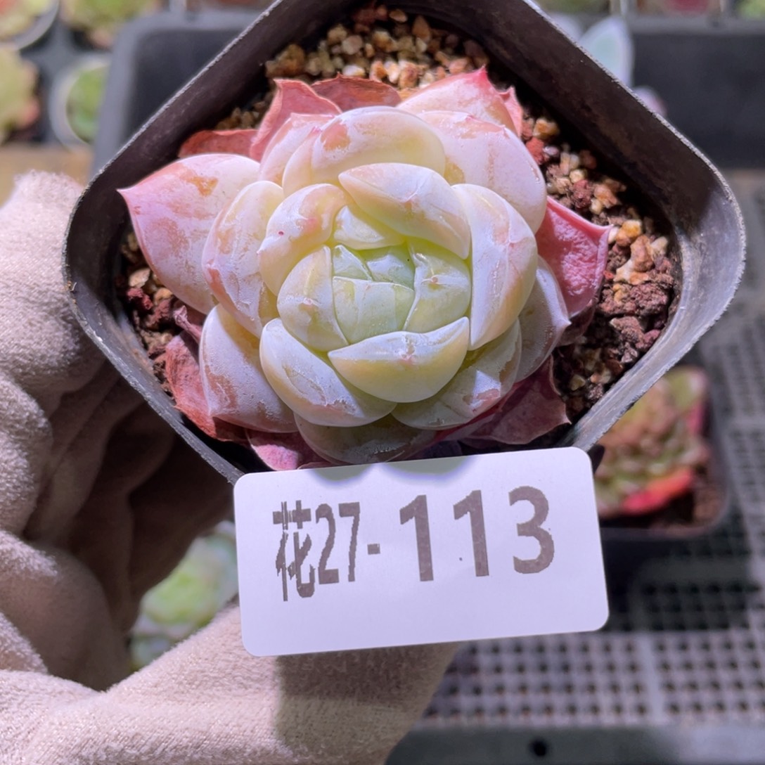 花利美27-113新品