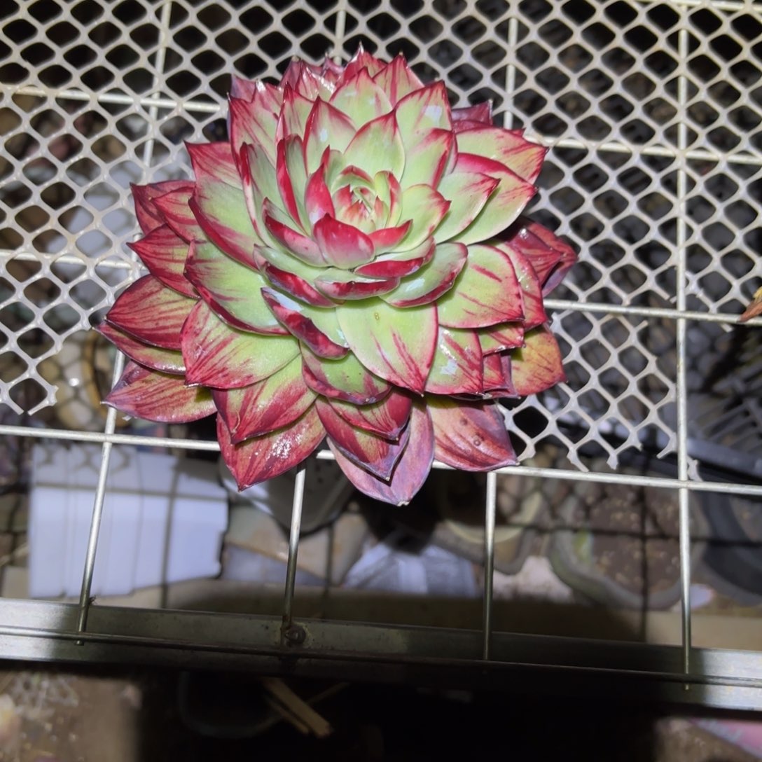 A***哈哈哈哈哈哈好吧宝贝宝贝好吧