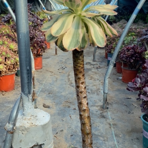 燕姿锦多肉植物063