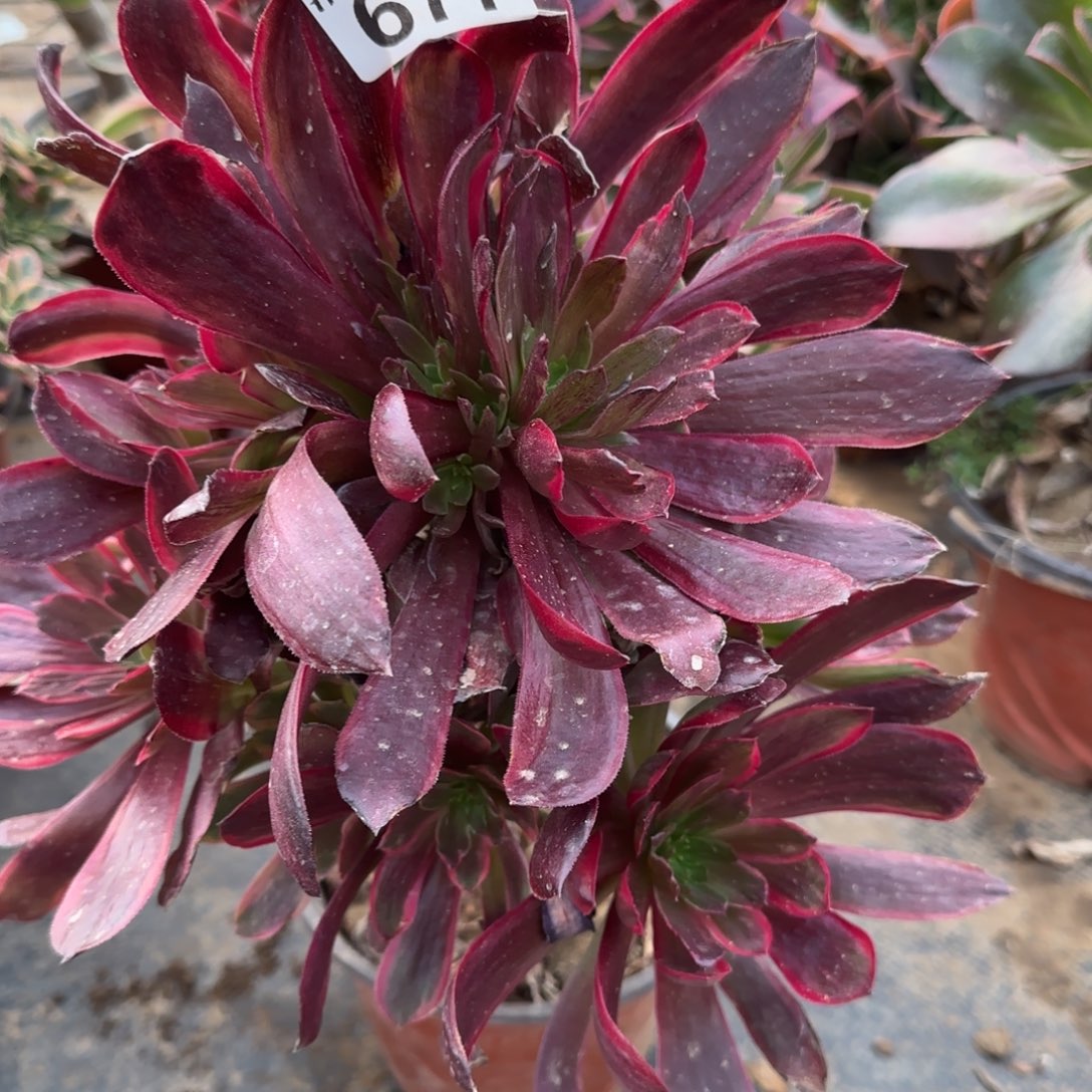 赤霞飞瑕疵多肉677满28包邮断枝不包