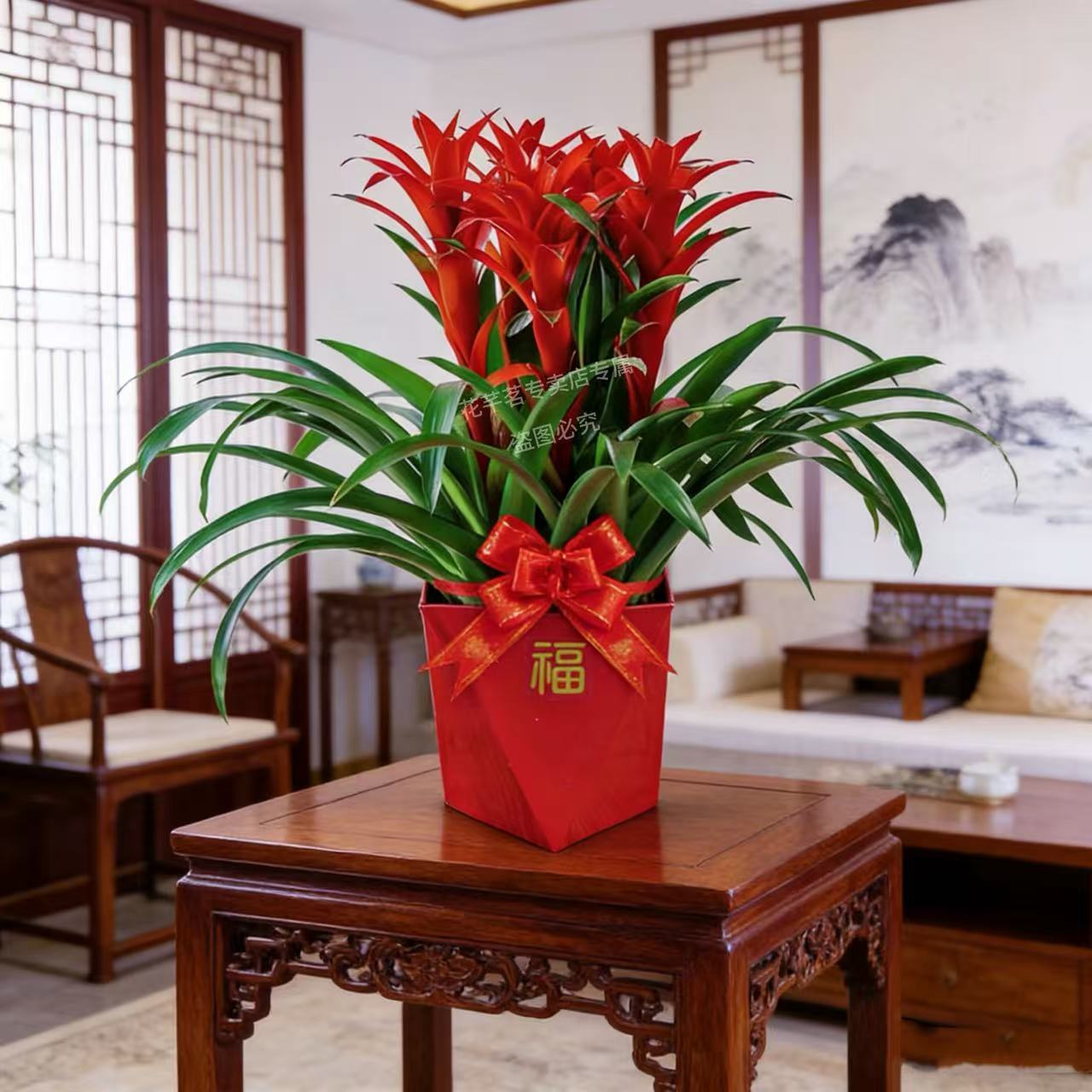 【50-60厘米3个花头】鸿运当头盆栽室内懒人花好运吉祥年宵花
