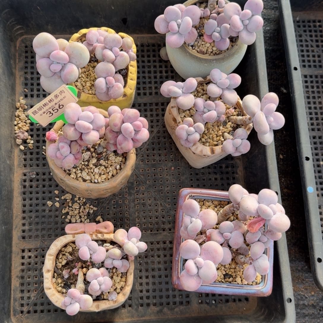 桃蛋一筐6个一物一拍