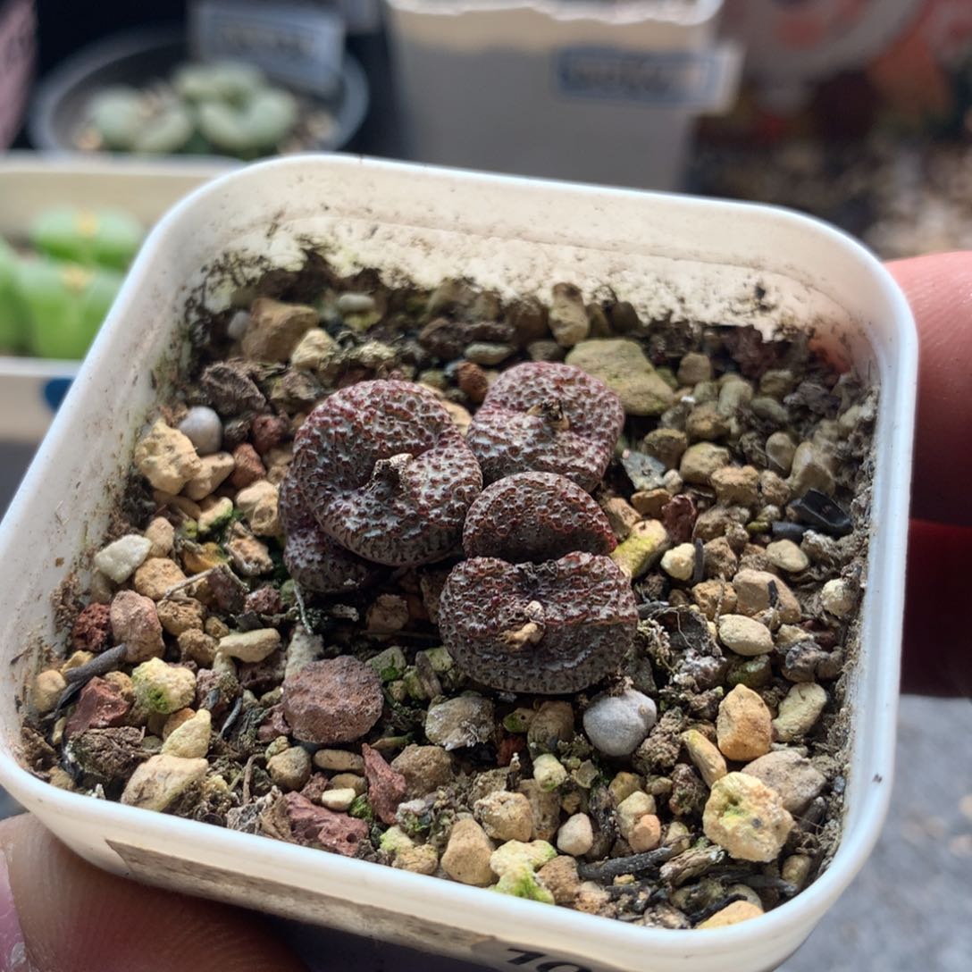 。*。100号火龙果安贞母本